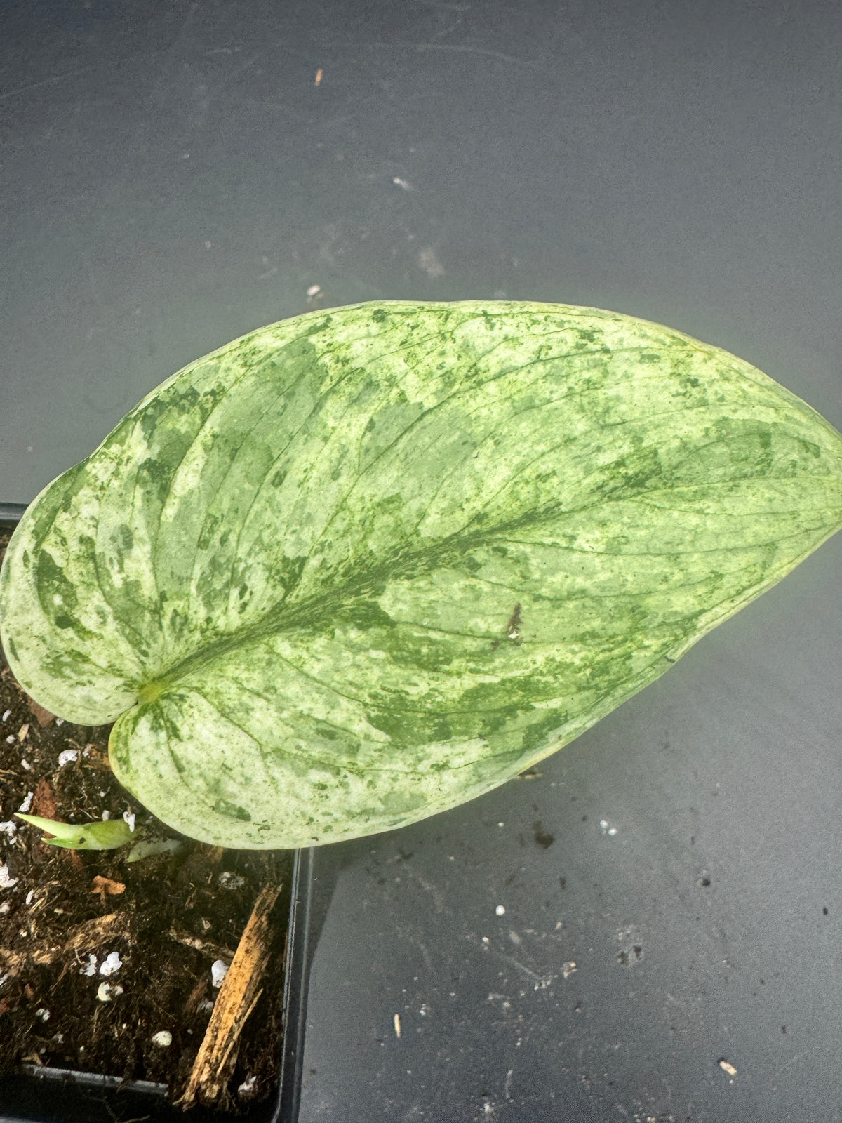 Scindapsus Silver Cloud variegata