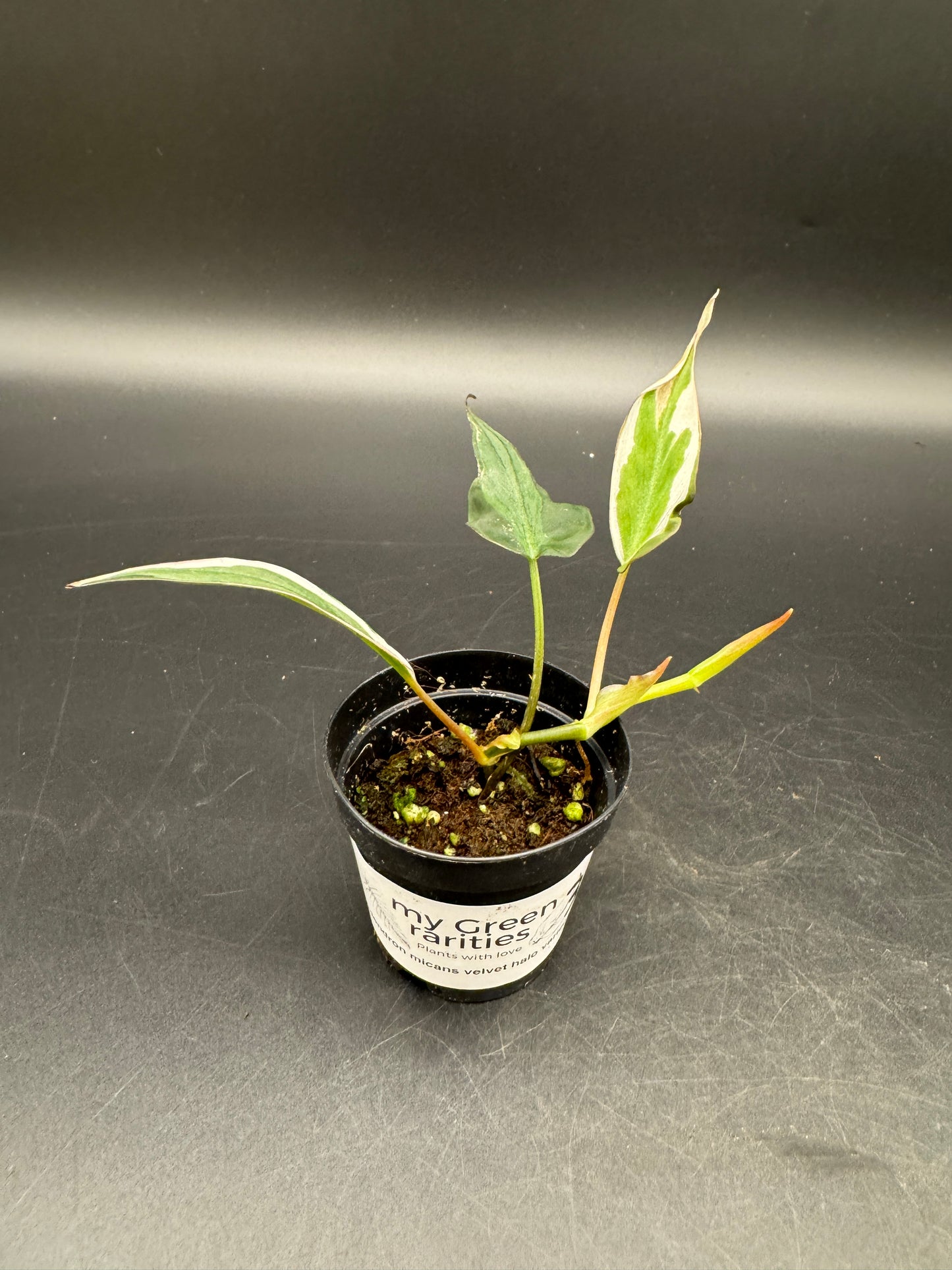 Philodendron micans velvet halo variegata