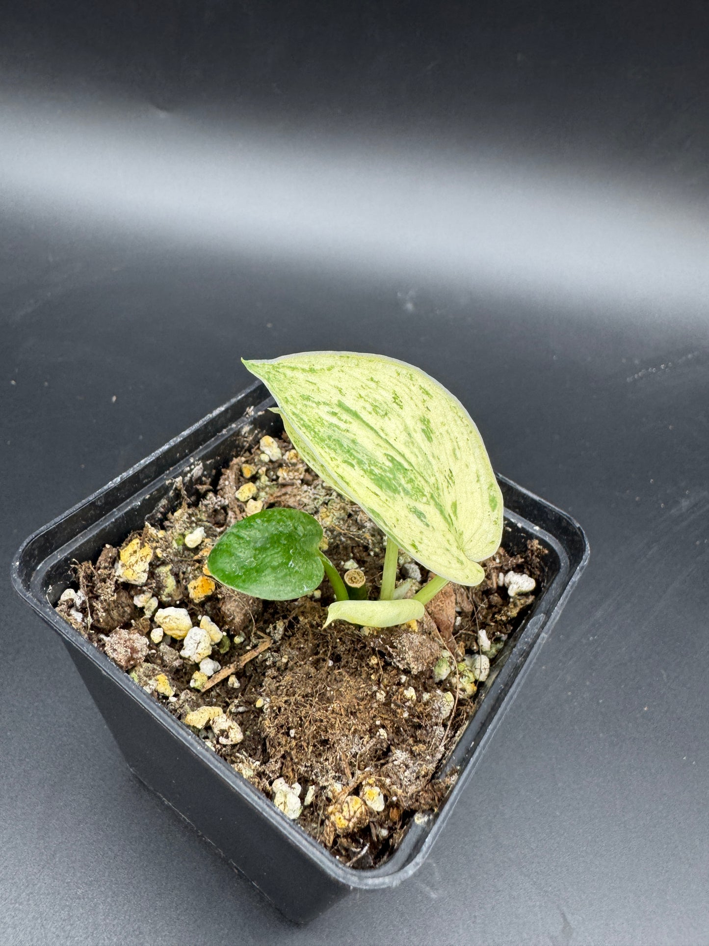 Scindapsus Silver Splash variegata