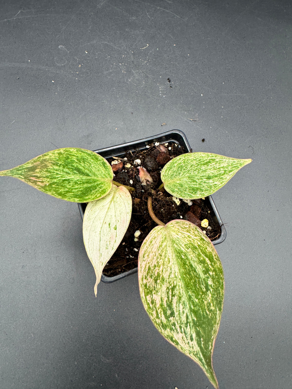 Philodendron micans pink marble variegata