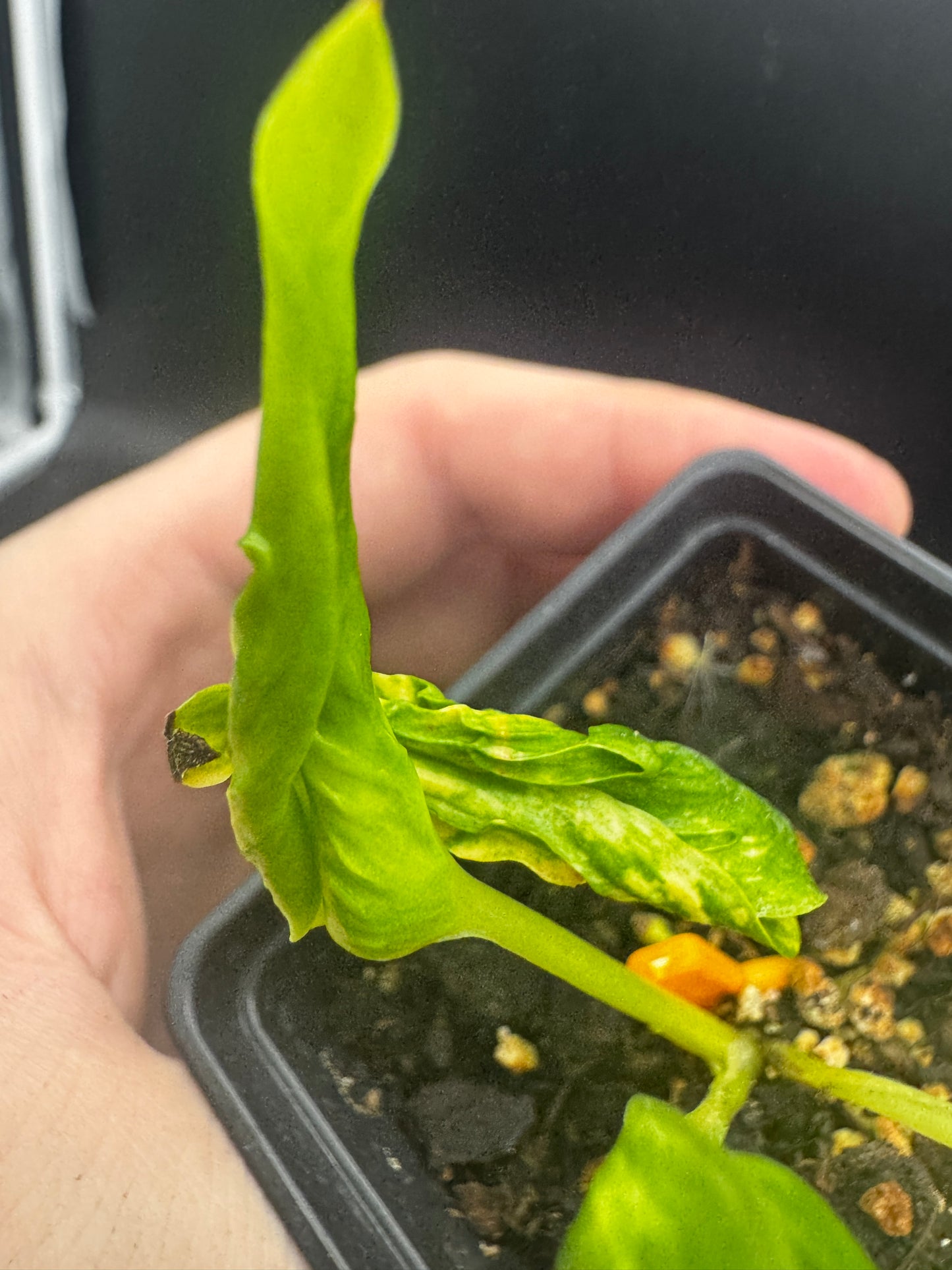 Epipremnum aureum shangri la variegata aka godzilla pothos II