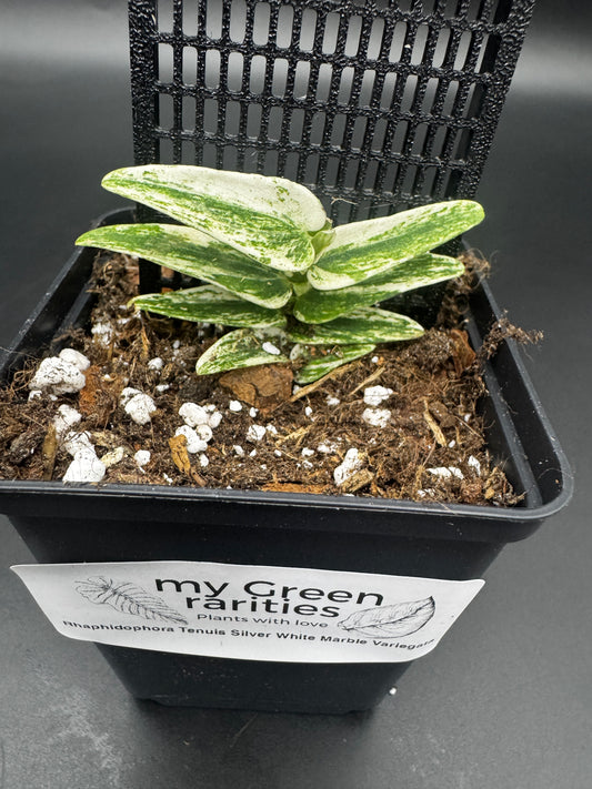 Rhaphidophora tenuis ‘Silver White Marble Variegata’
