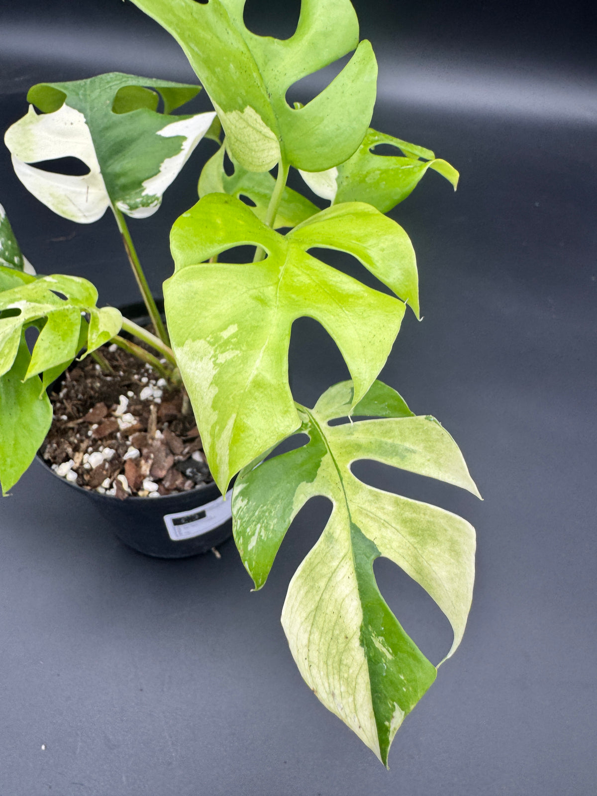 Rhaphidophora tetrasperma albo variegata