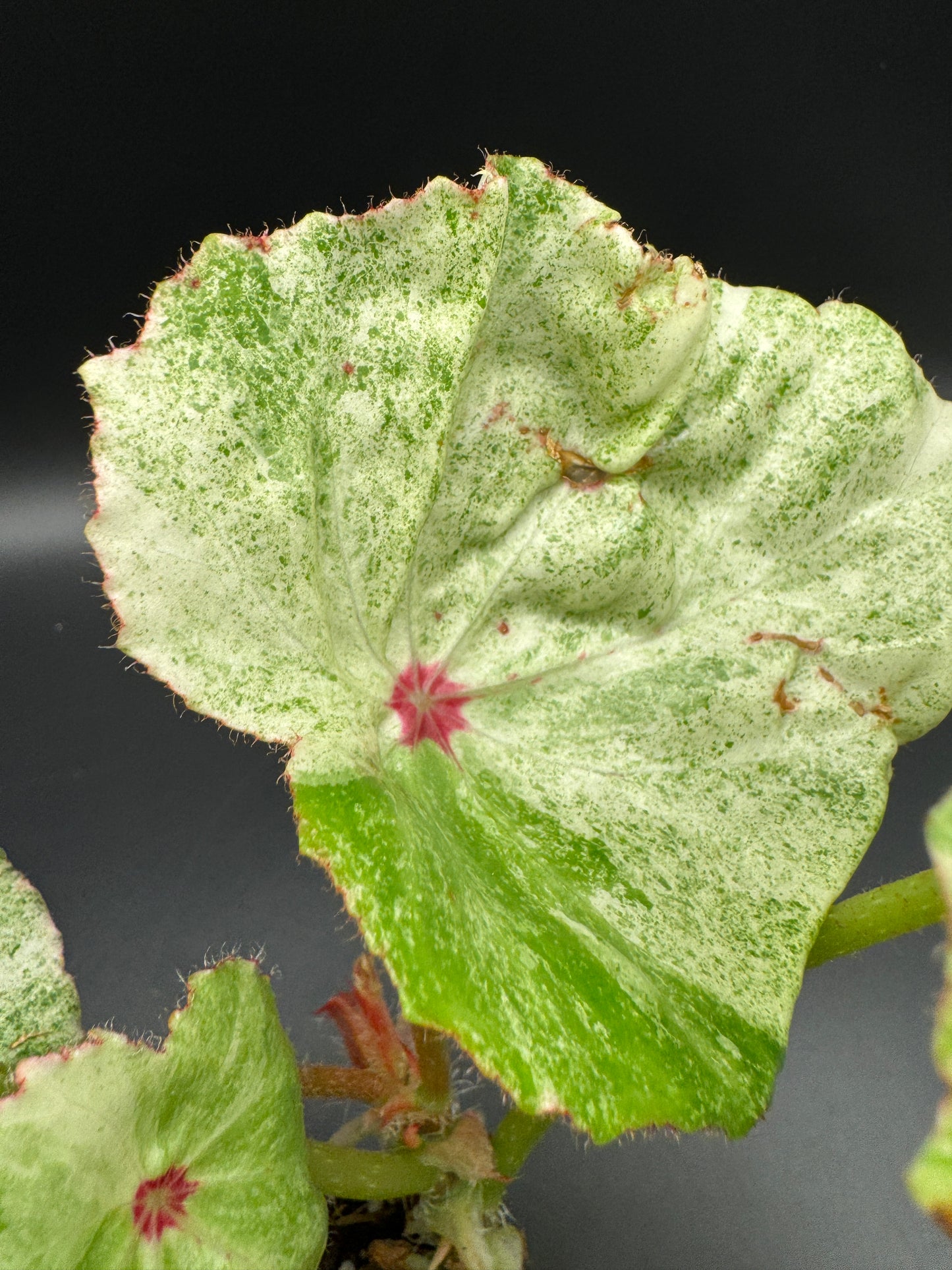 Begonia Rouge variegata