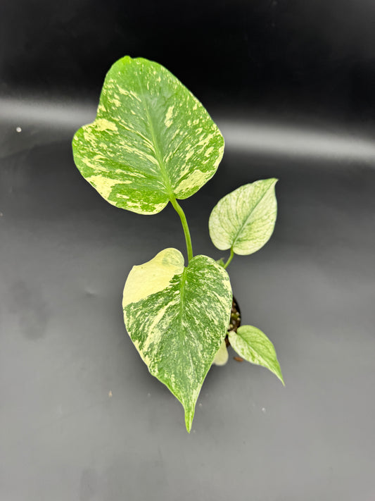 Monstera mint variegata