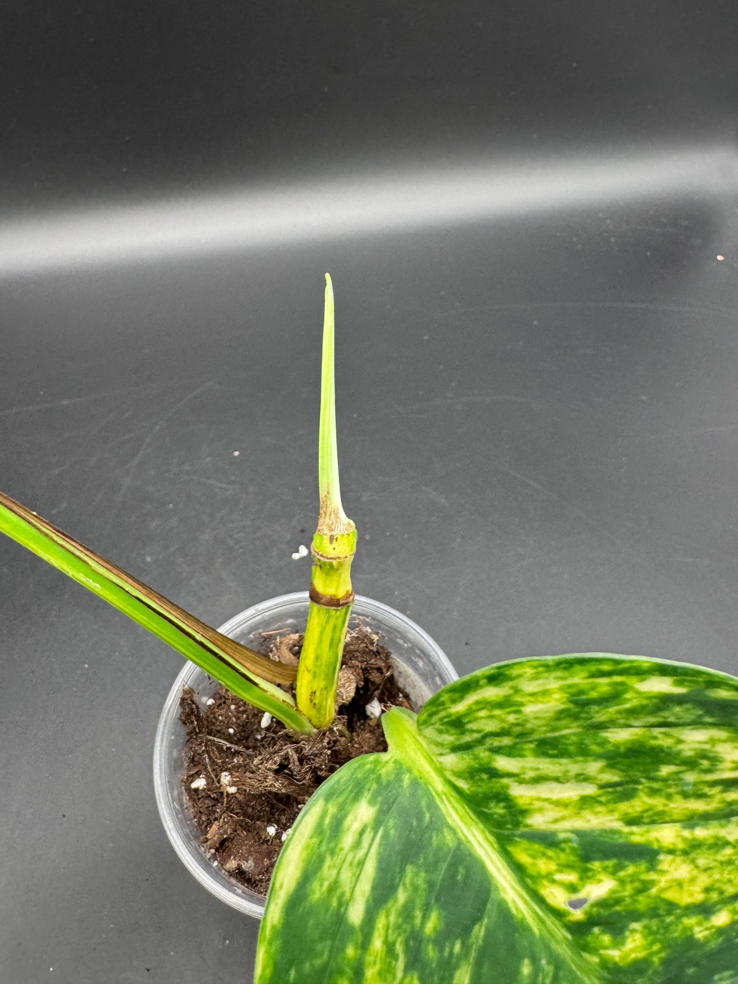 Epipremnum pinnatum kujang yellow Flame