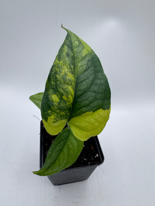 Monstera siltepecana Aurea variegata