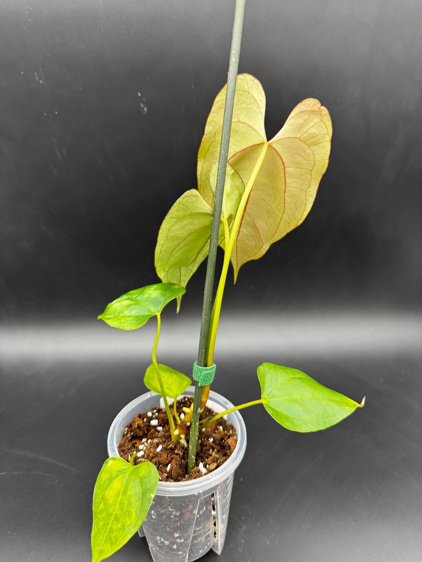 Anthurium Papi x Goliath