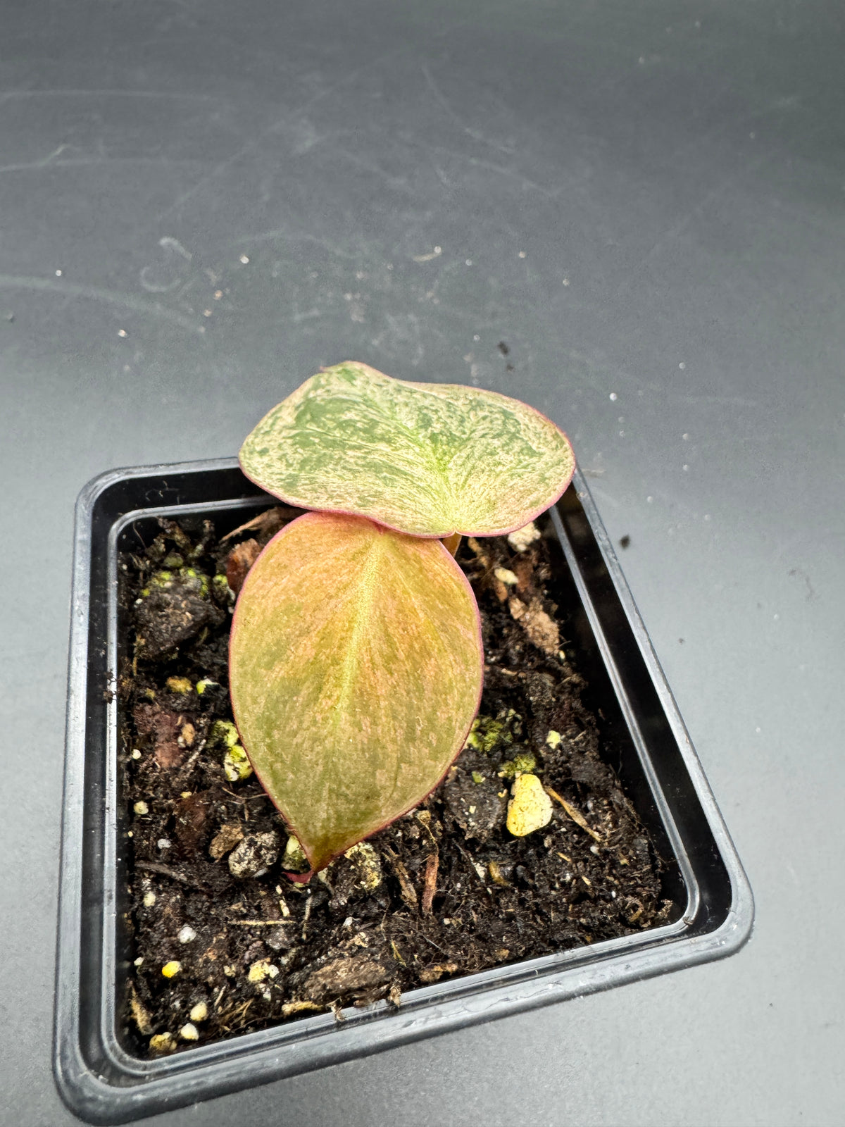 Philodendron micans pink marble variegata