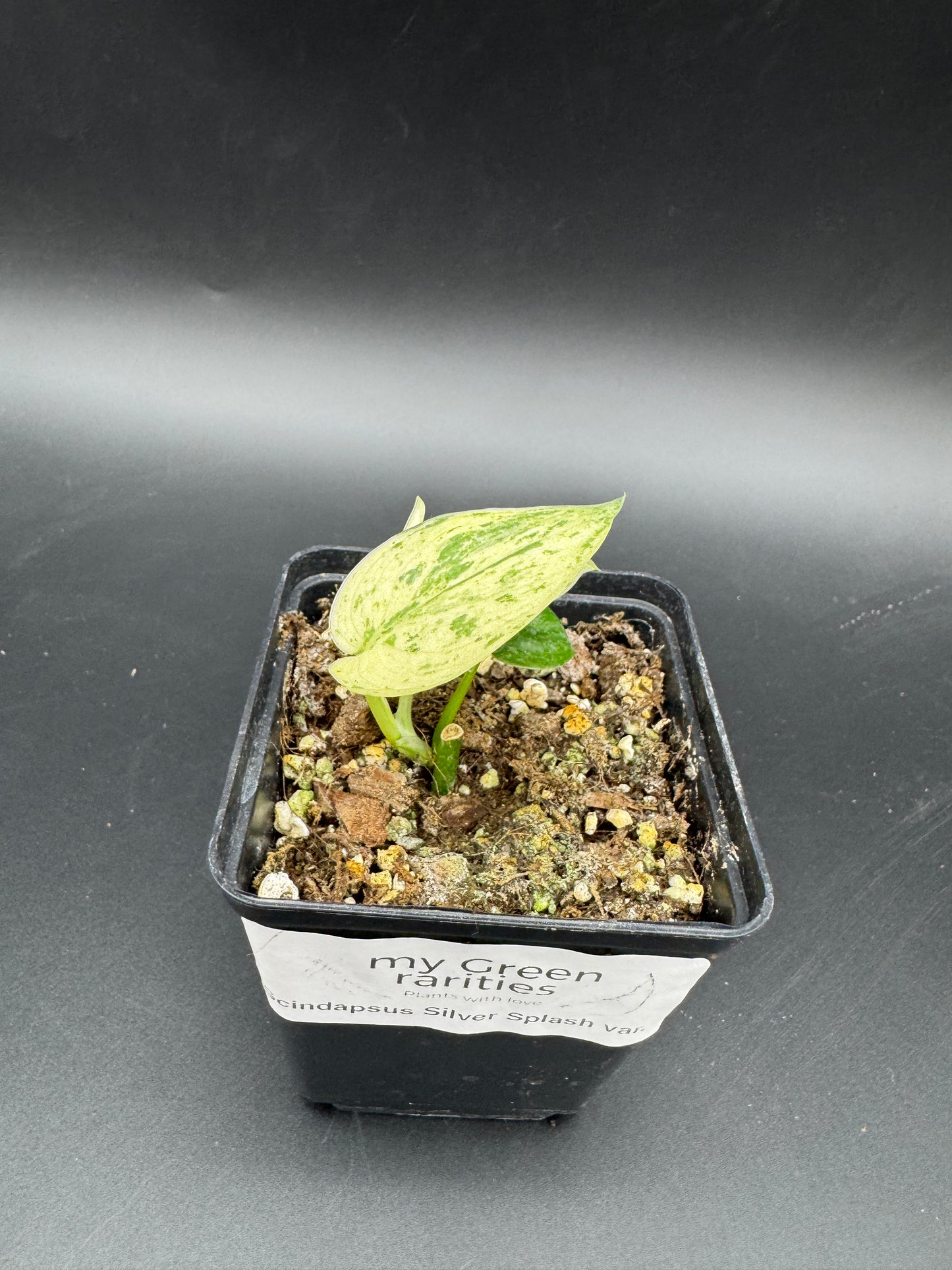 Scindapsus Silver Splash variegata