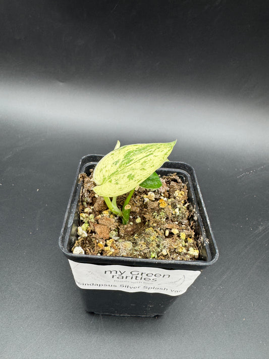 Scindapsus Silver Splash variegata