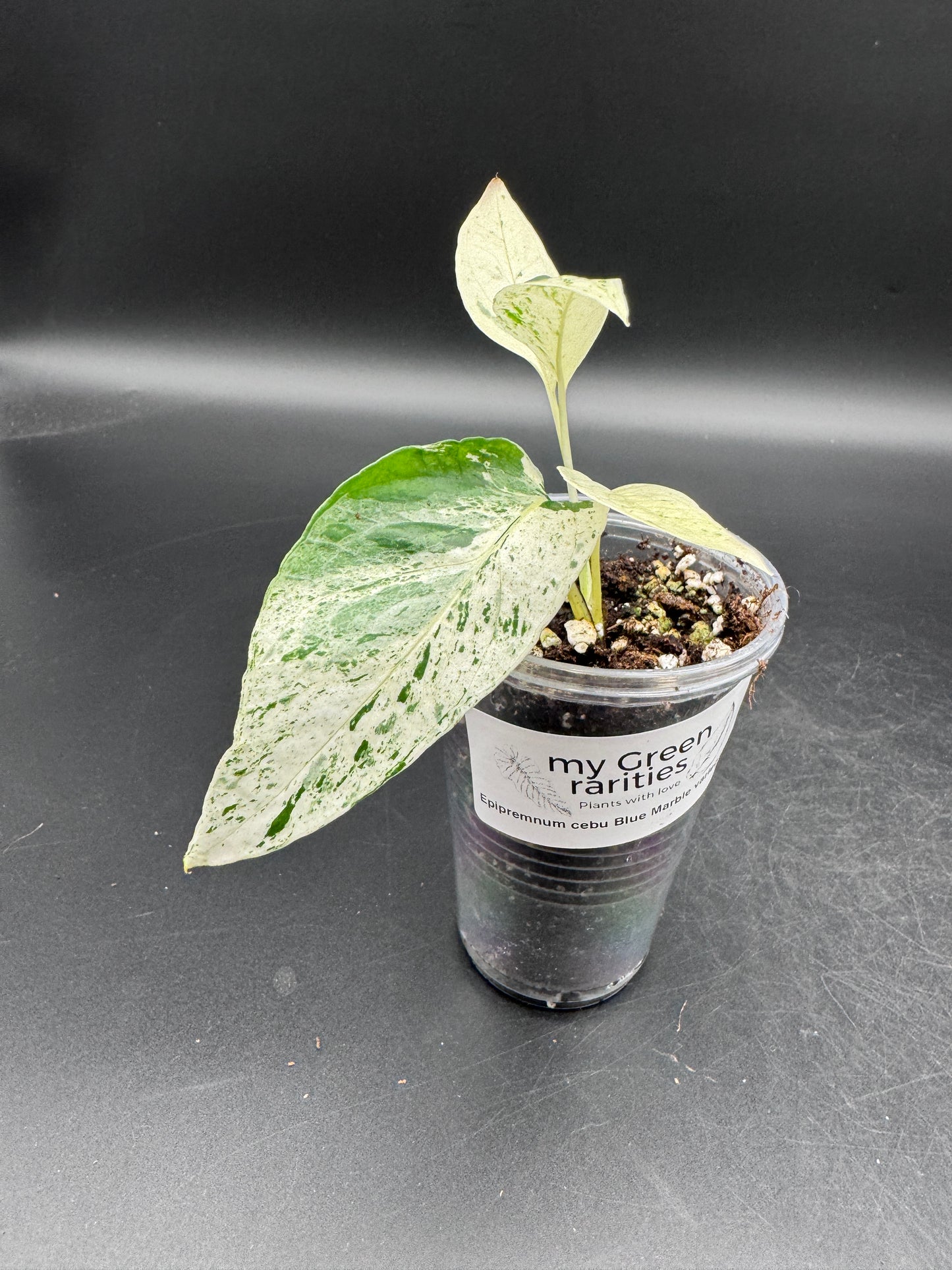 Epipremnum pinnatum Cebu Blue Marble variegata