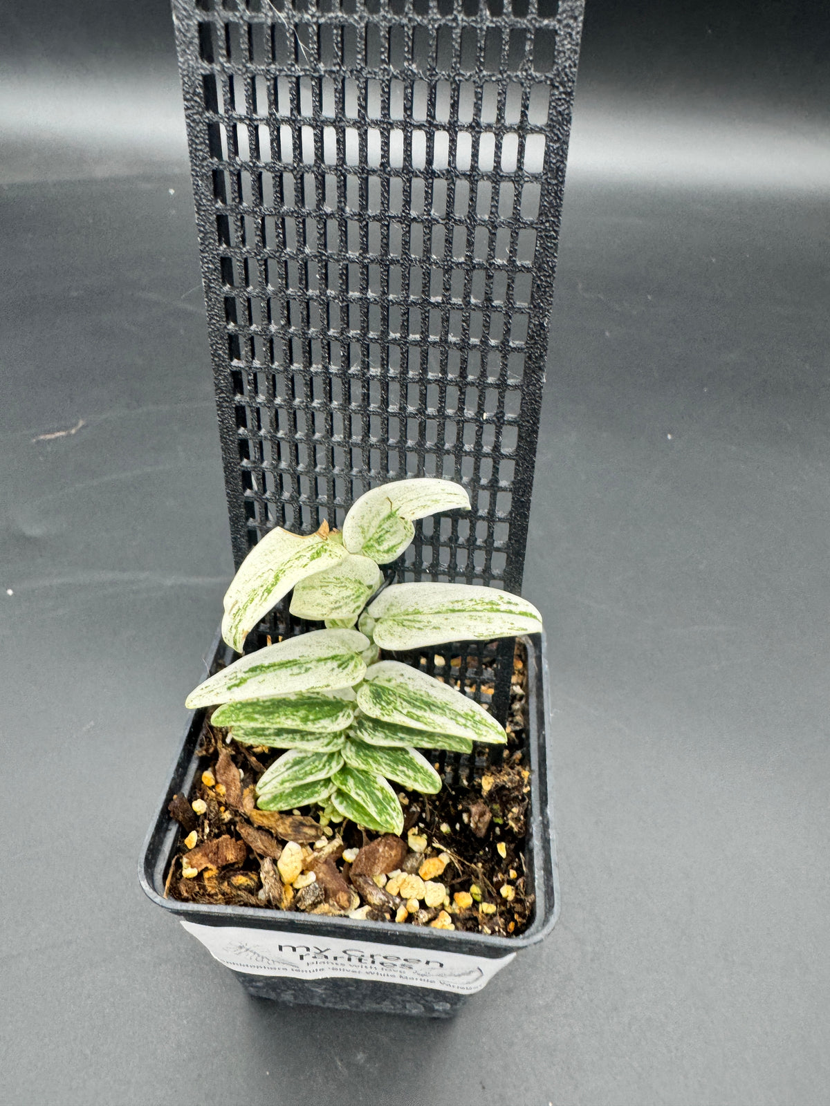 Rhaphidophora Tenuis Silver white Marble variegata