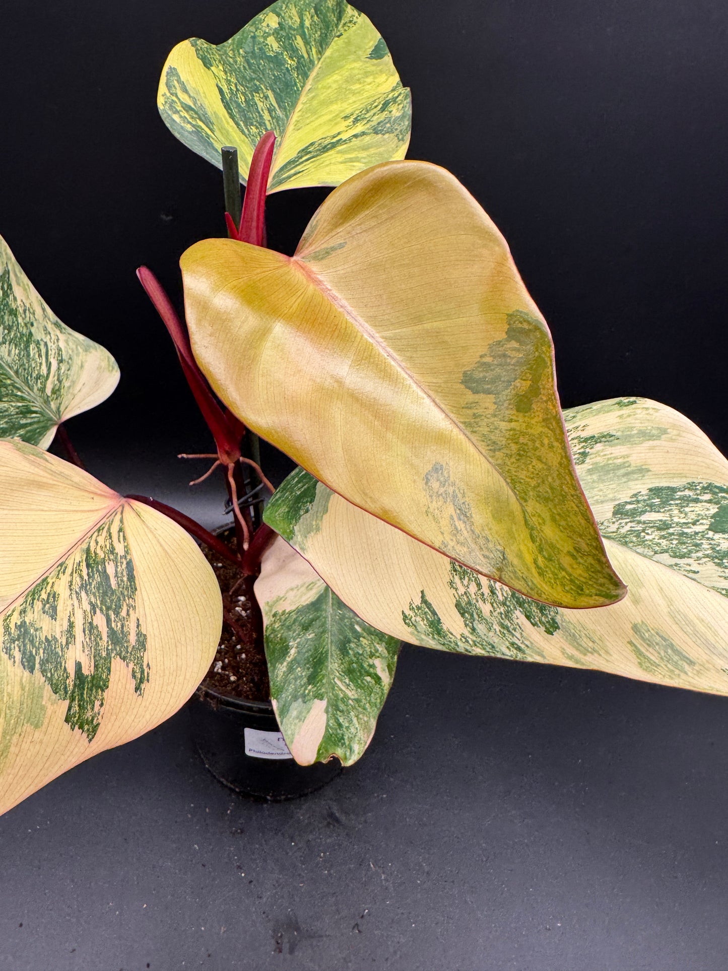 Philodendron Strawberry Shake