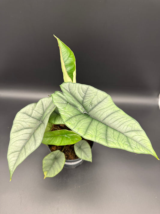 Alocasia Platinum