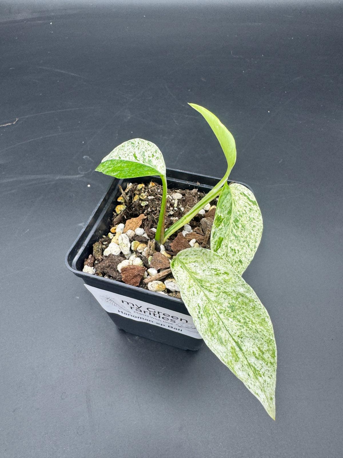 Epipremnum hanoman sp Bali