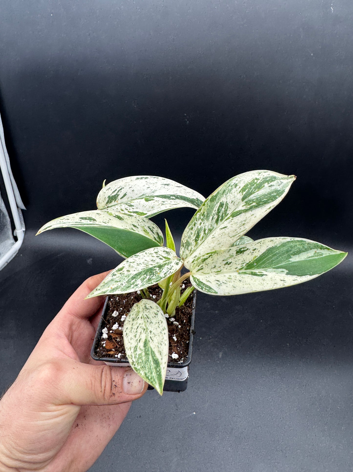 Philodendron Emerald Queen Varia