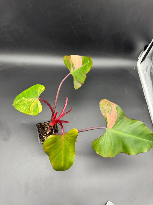Philodendron strawberry Shake