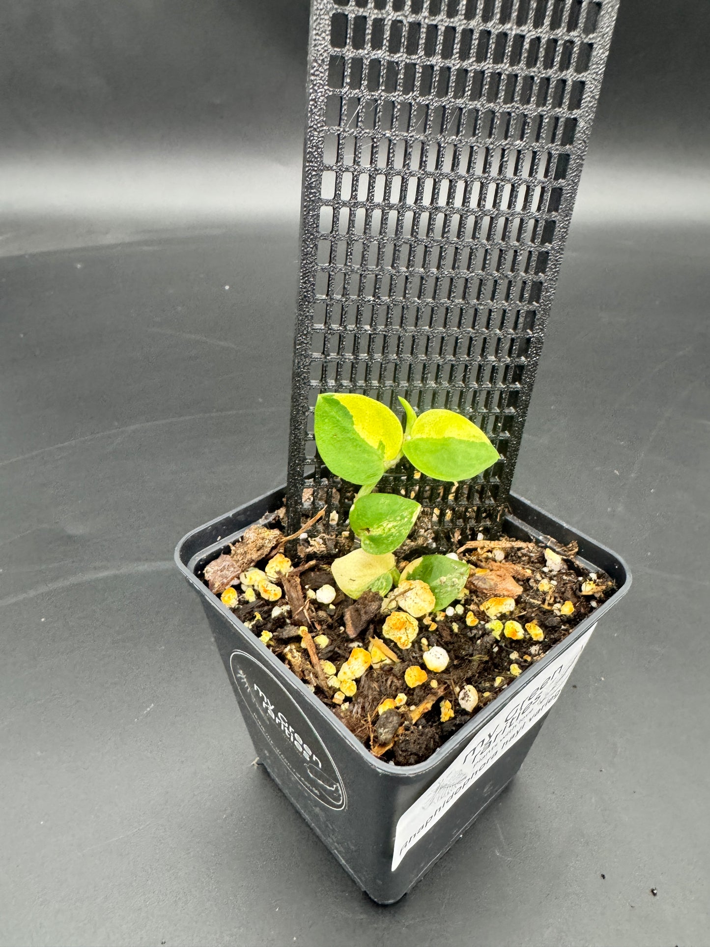Rhaphidophora hayi variegata