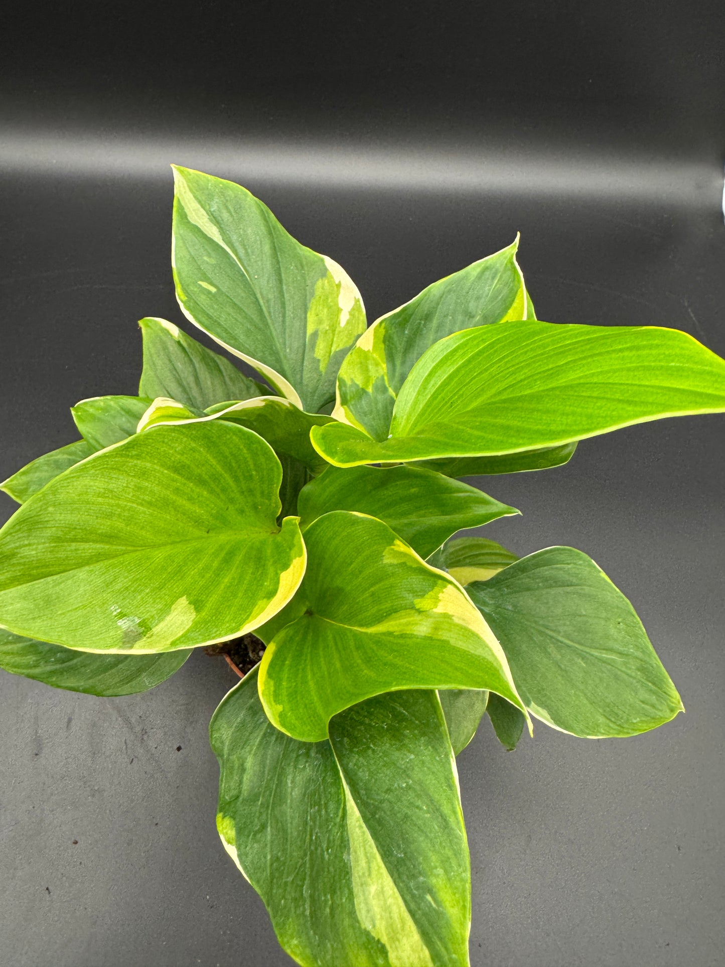 homalomena sunshine gem variegated