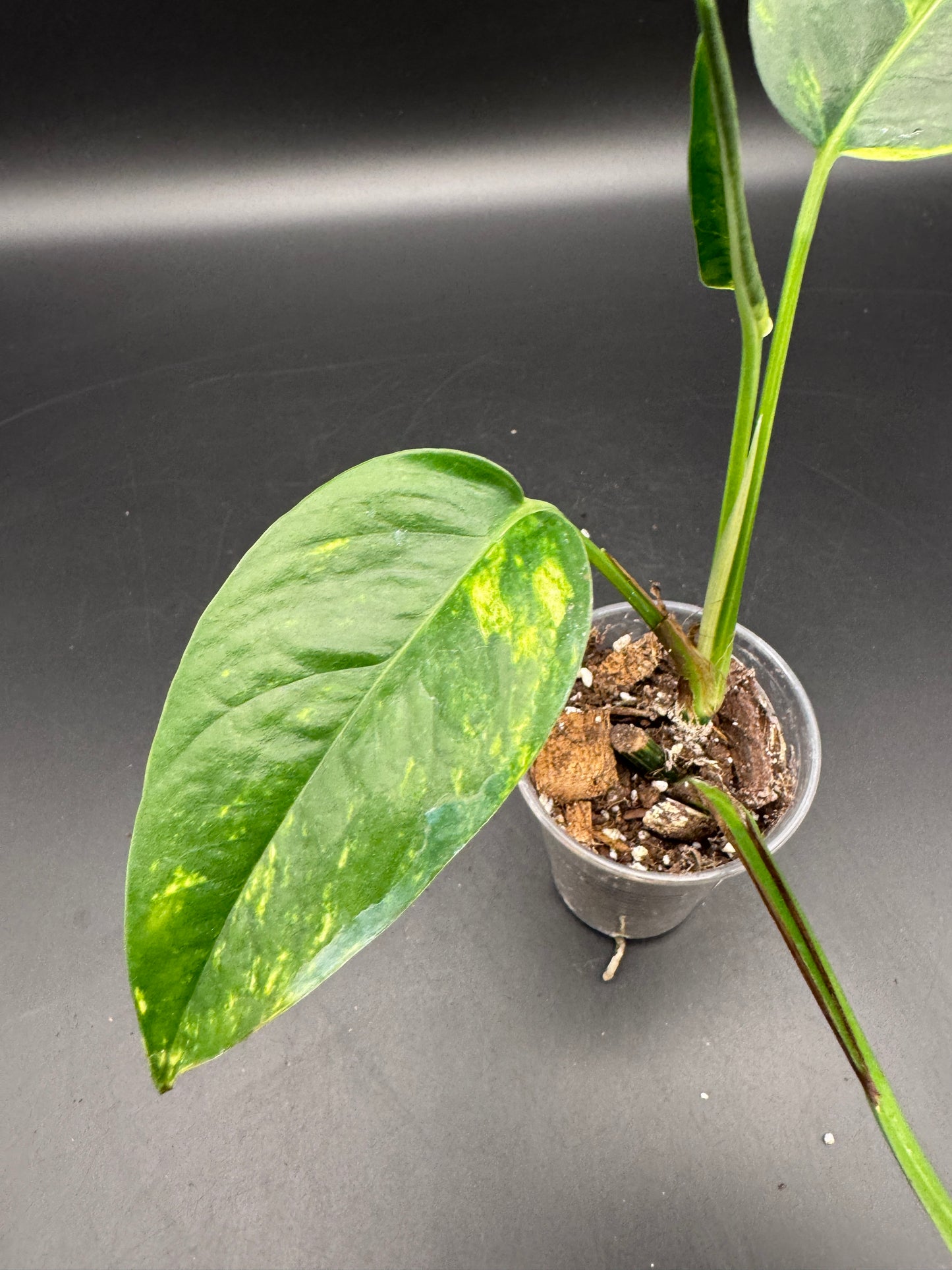 Epipremnum pinnatum kujang yellow Flame