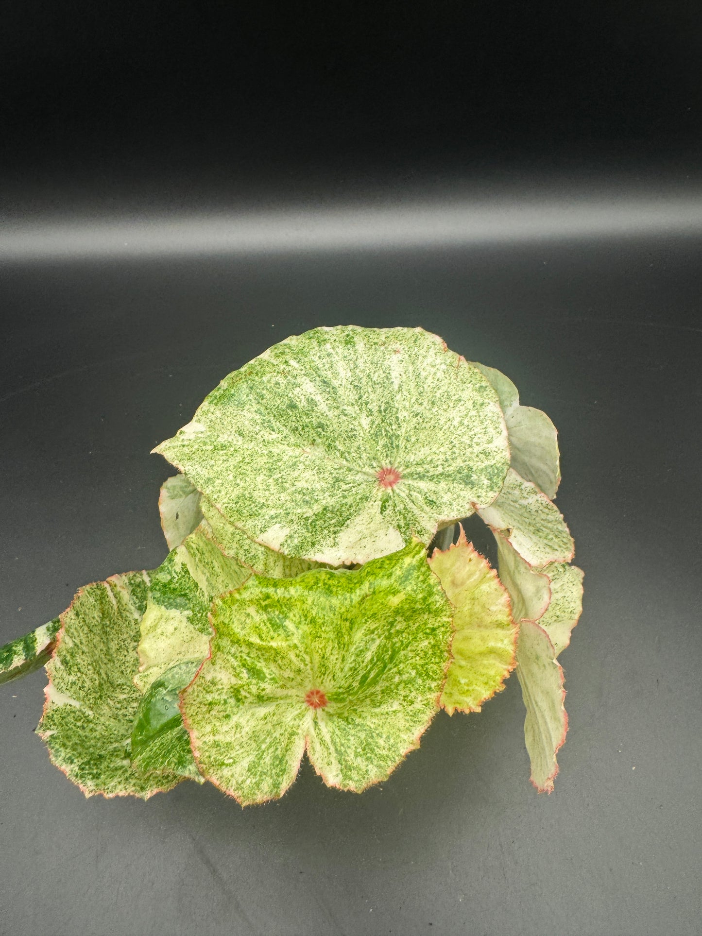 Begonia Rouge variegata