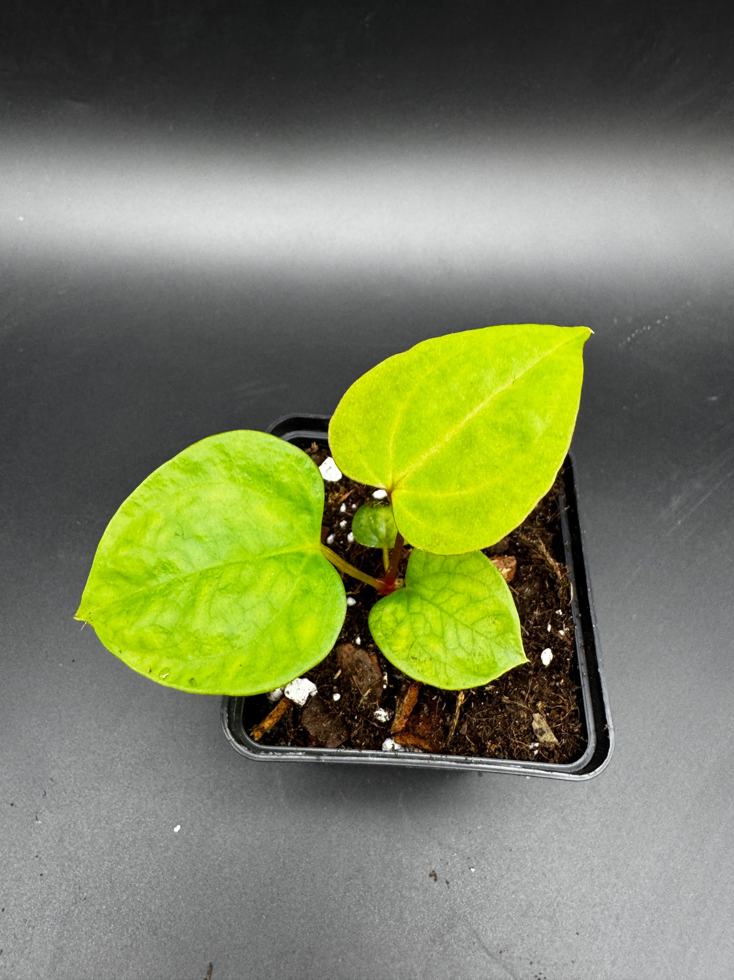 Anthurium Goliath x Black Jack