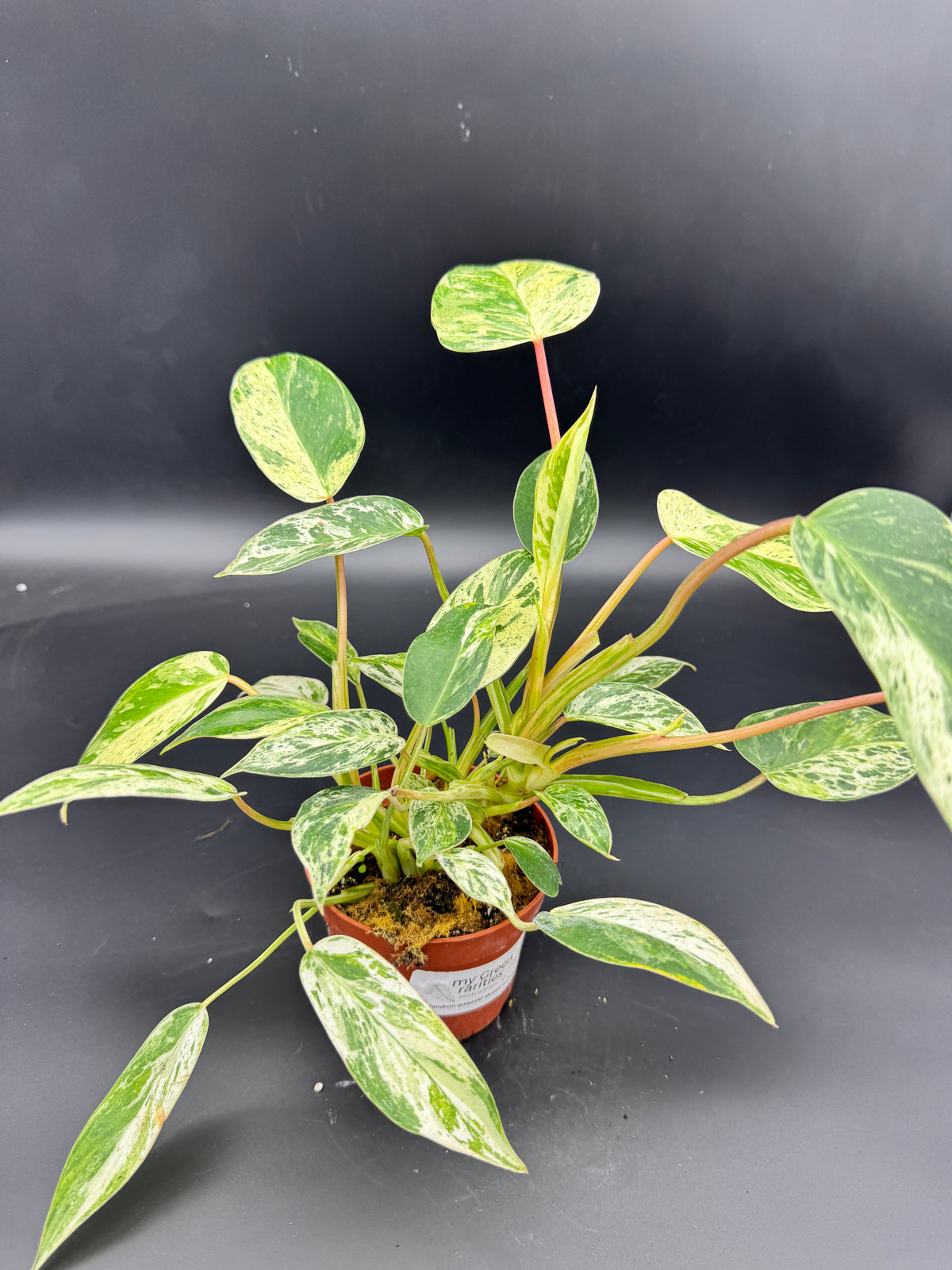 Philodendron emerald Queen