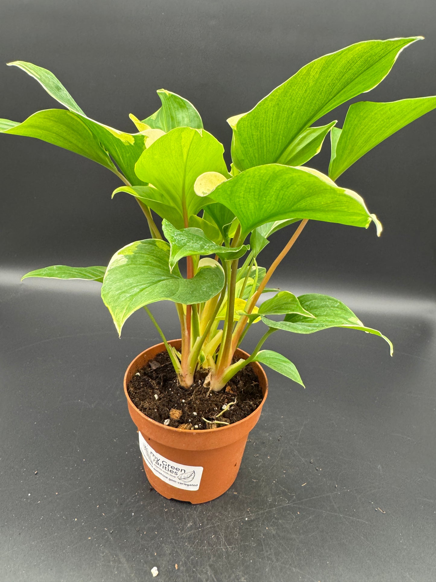 homalomena sunshine gem variegated