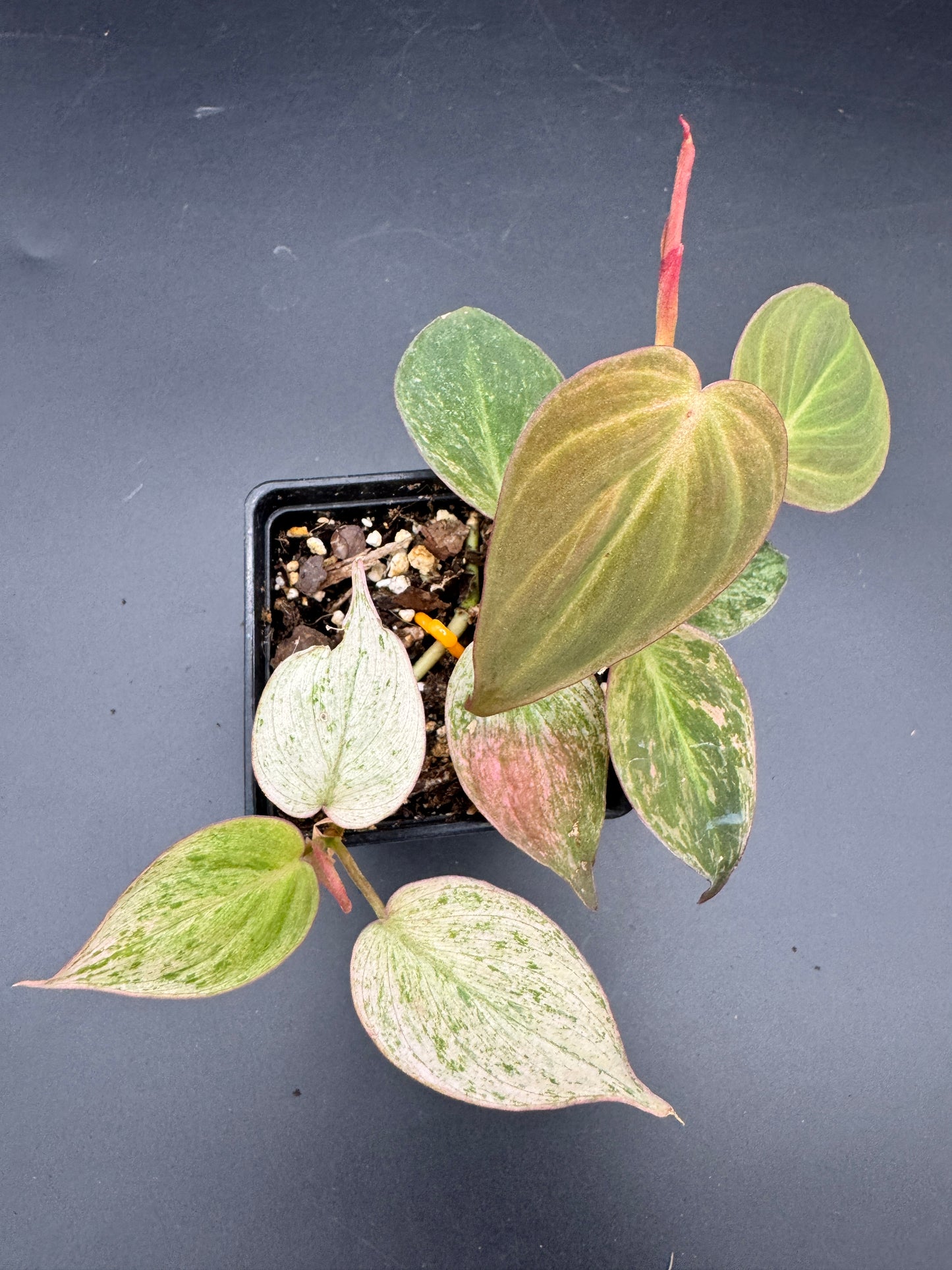 Philodendron micans pink marble variegata