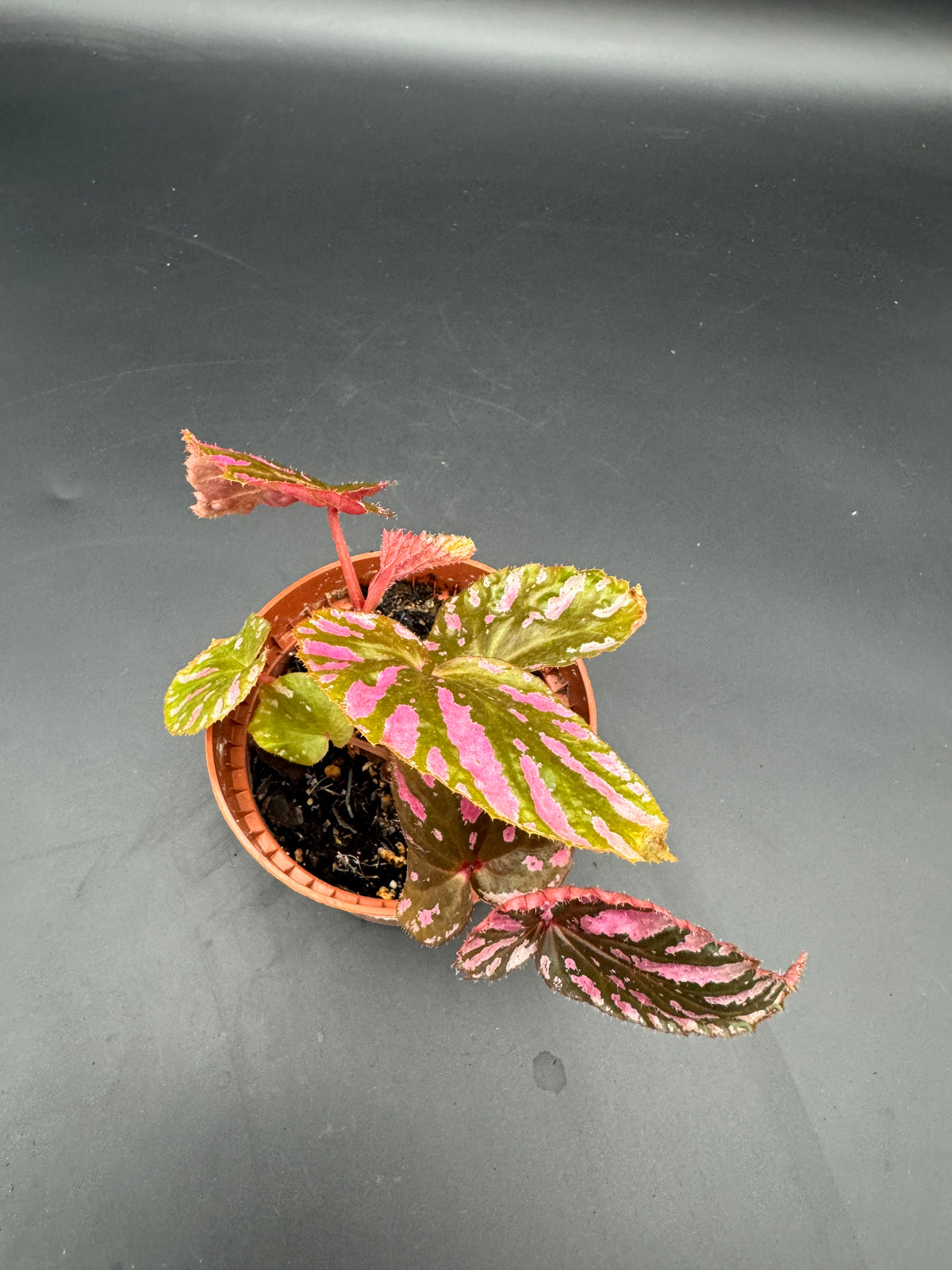 Begonia Brevirimosa