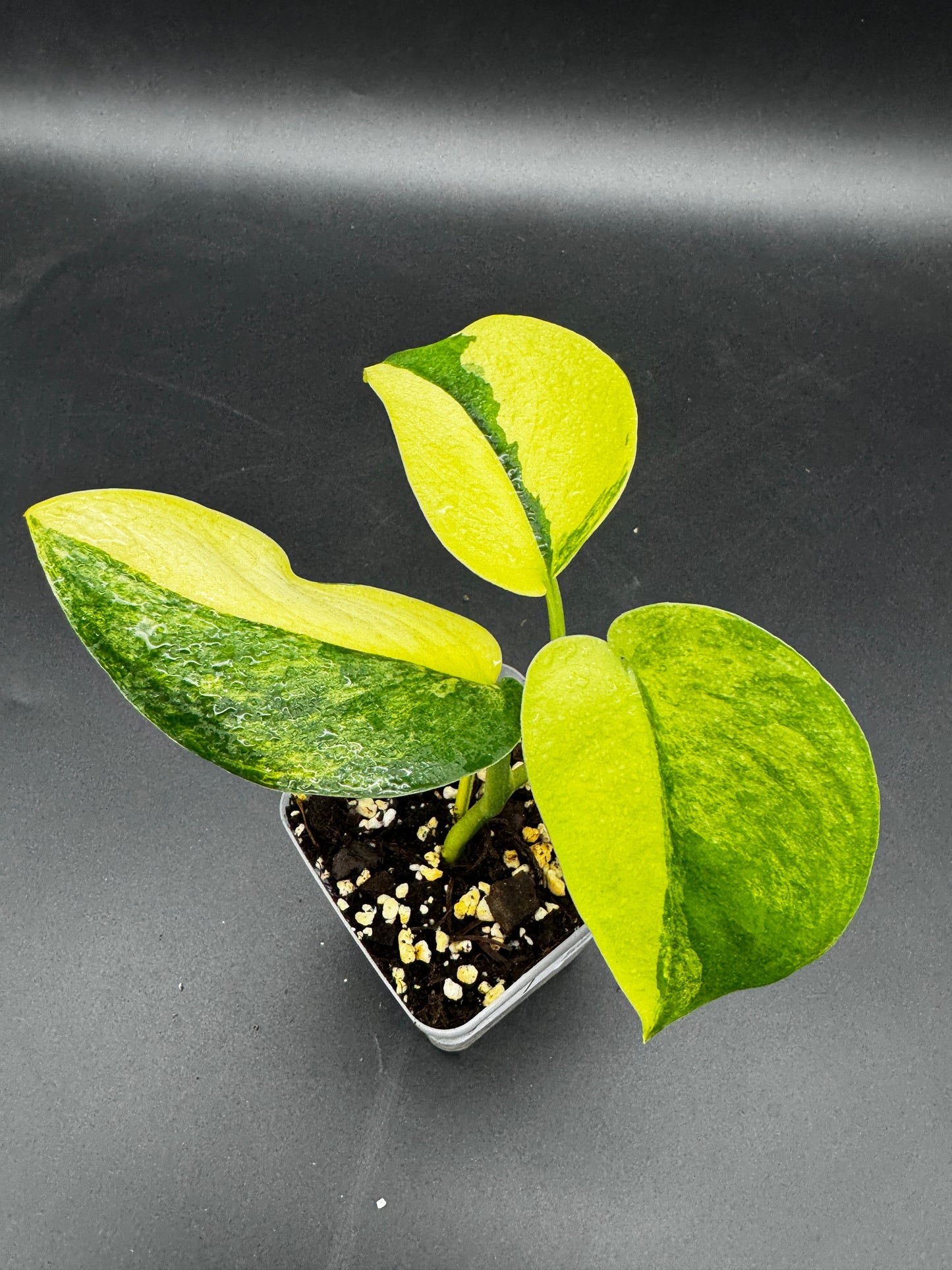 Scindapsus Jade Satin Aurea