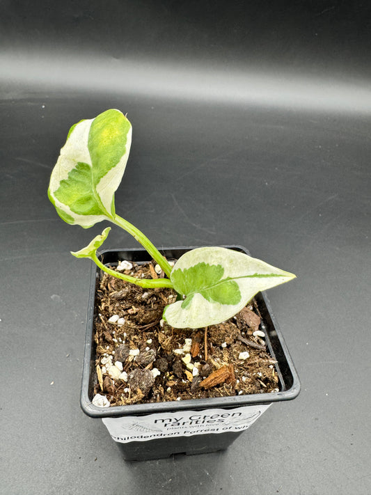 Philodendron Forrest of white