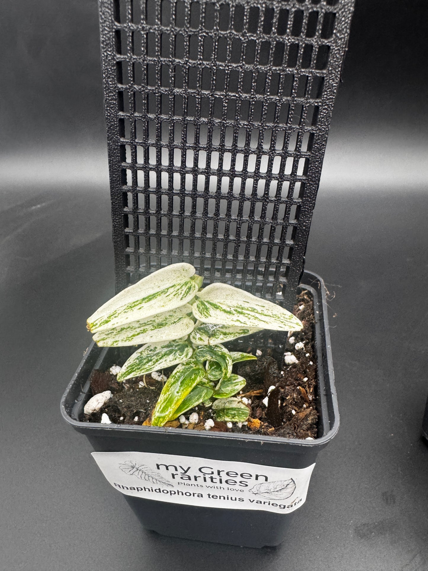 Rhaphidophora Tenuis Silver white Marble variegata