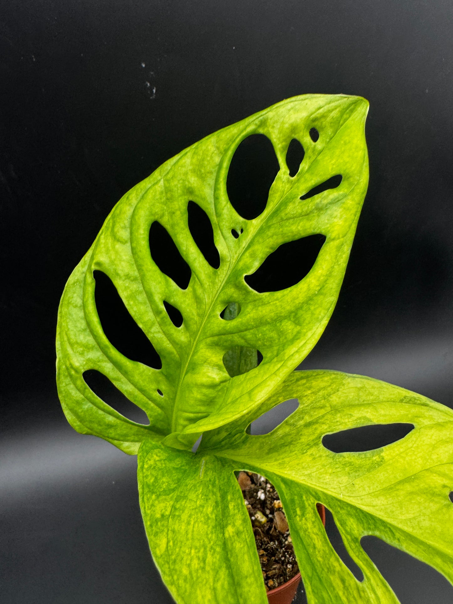 Monstera Adansonii Aurea