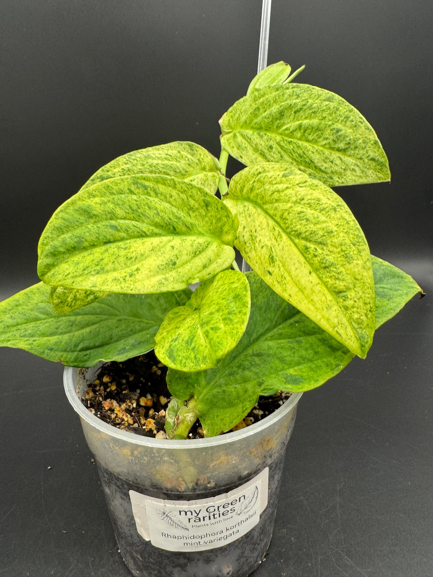 Rhaphidophora Korthalsii (aurea)mint variegata