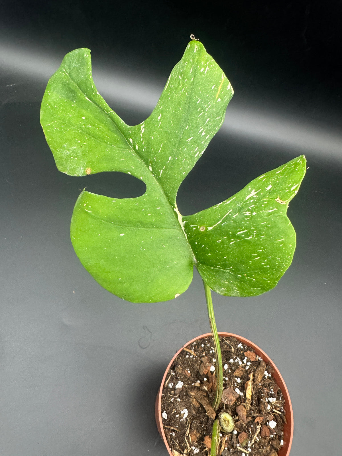 Rhaphidophora tetrasperma Thai constellation (Monstera Minima Thai constellation)