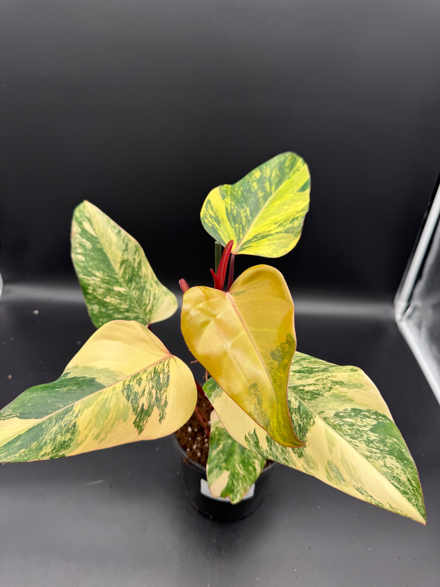 Philodendron Strawberry Shake