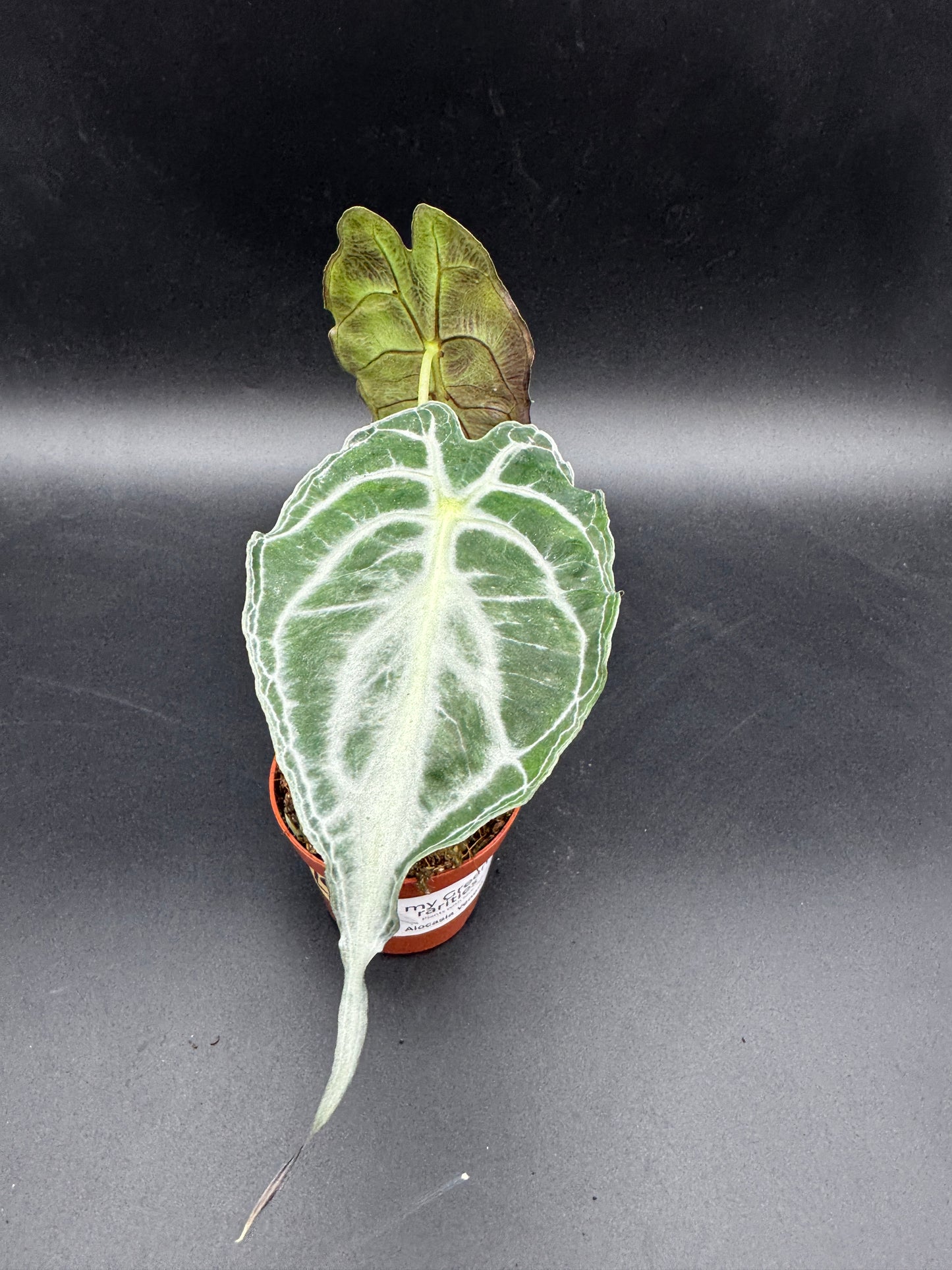 Alocasia Venom