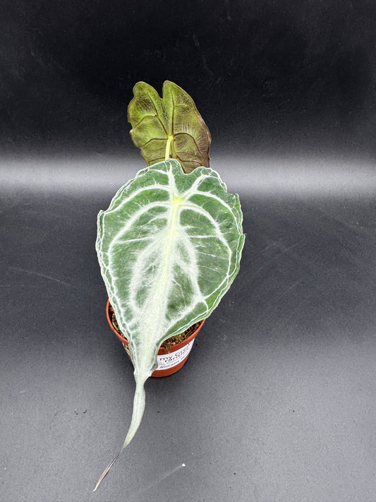 Alocasia Venom