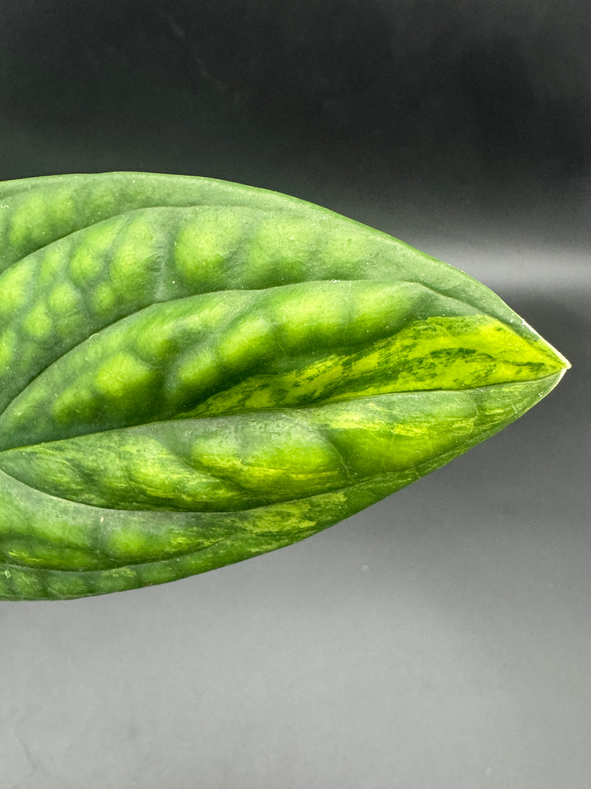 Monstera karstenanium Peru variegata