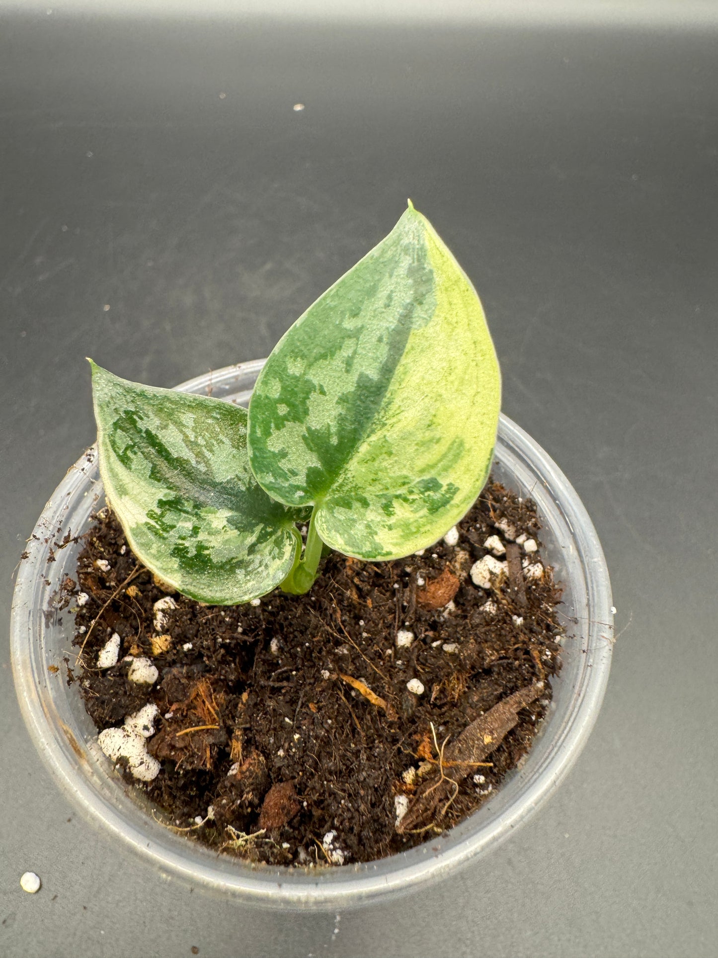 Scindapsus Mayari