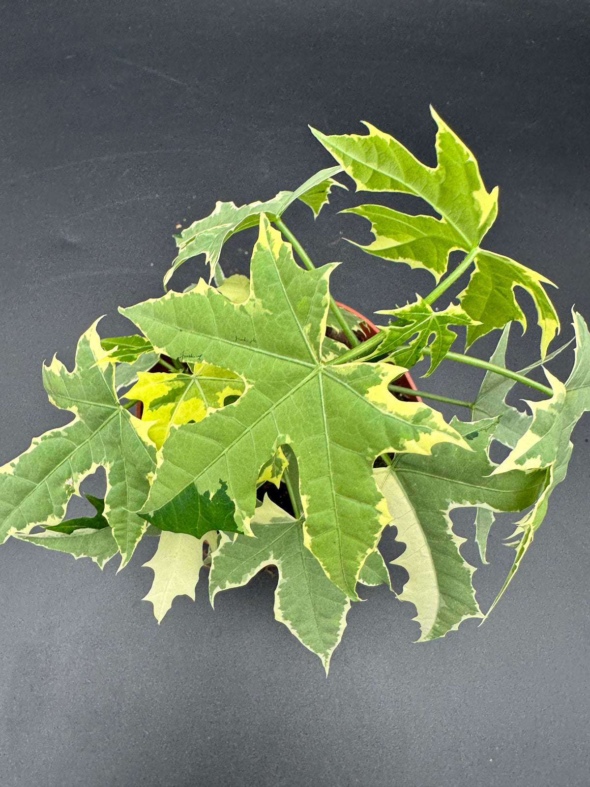 Cnidoscolus aconitifolius Variegata