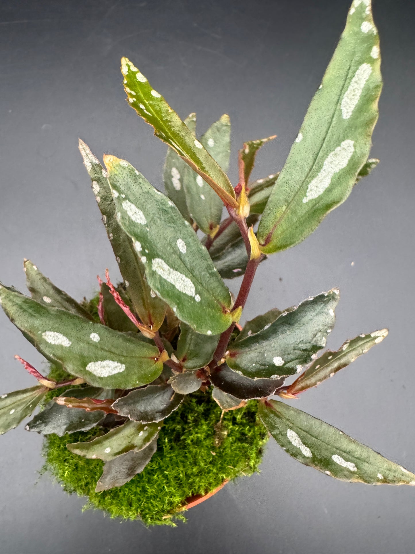 Begonia Julau Typ 2