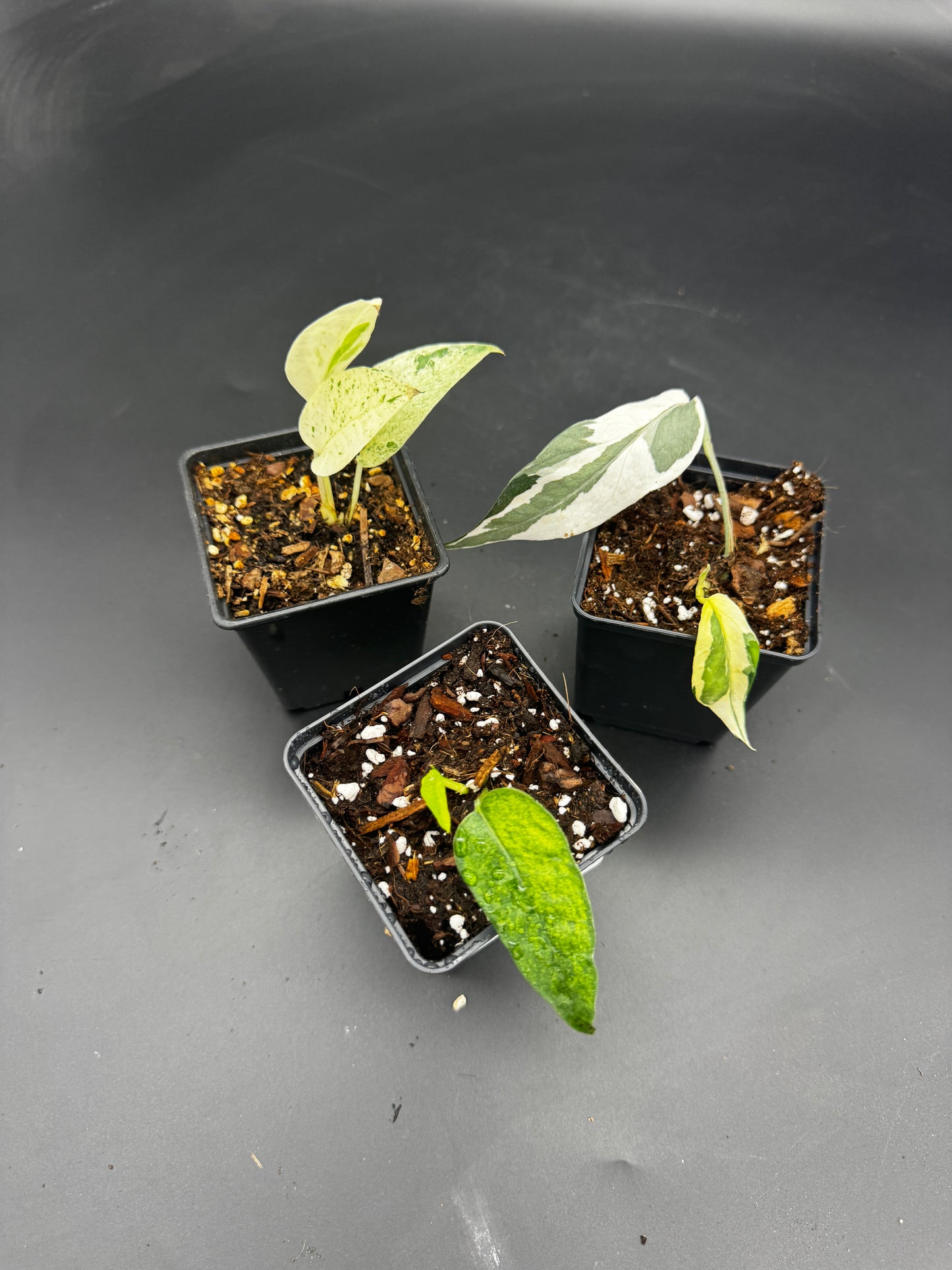 🌿 Epipremnum Collector‘s Trio