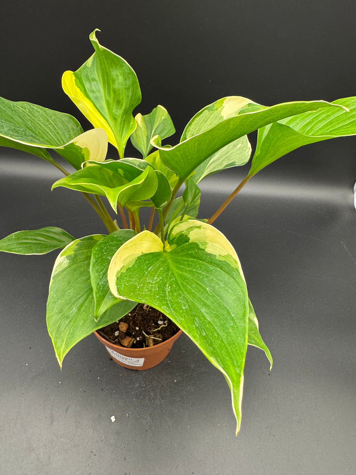 homalomena sunshine gem variegated