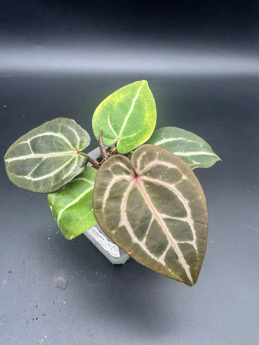 Anthurium Michelle x Michelle