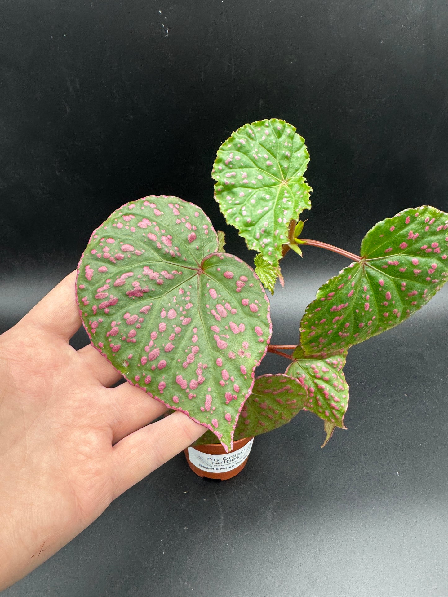 Begonia Muara Wahau