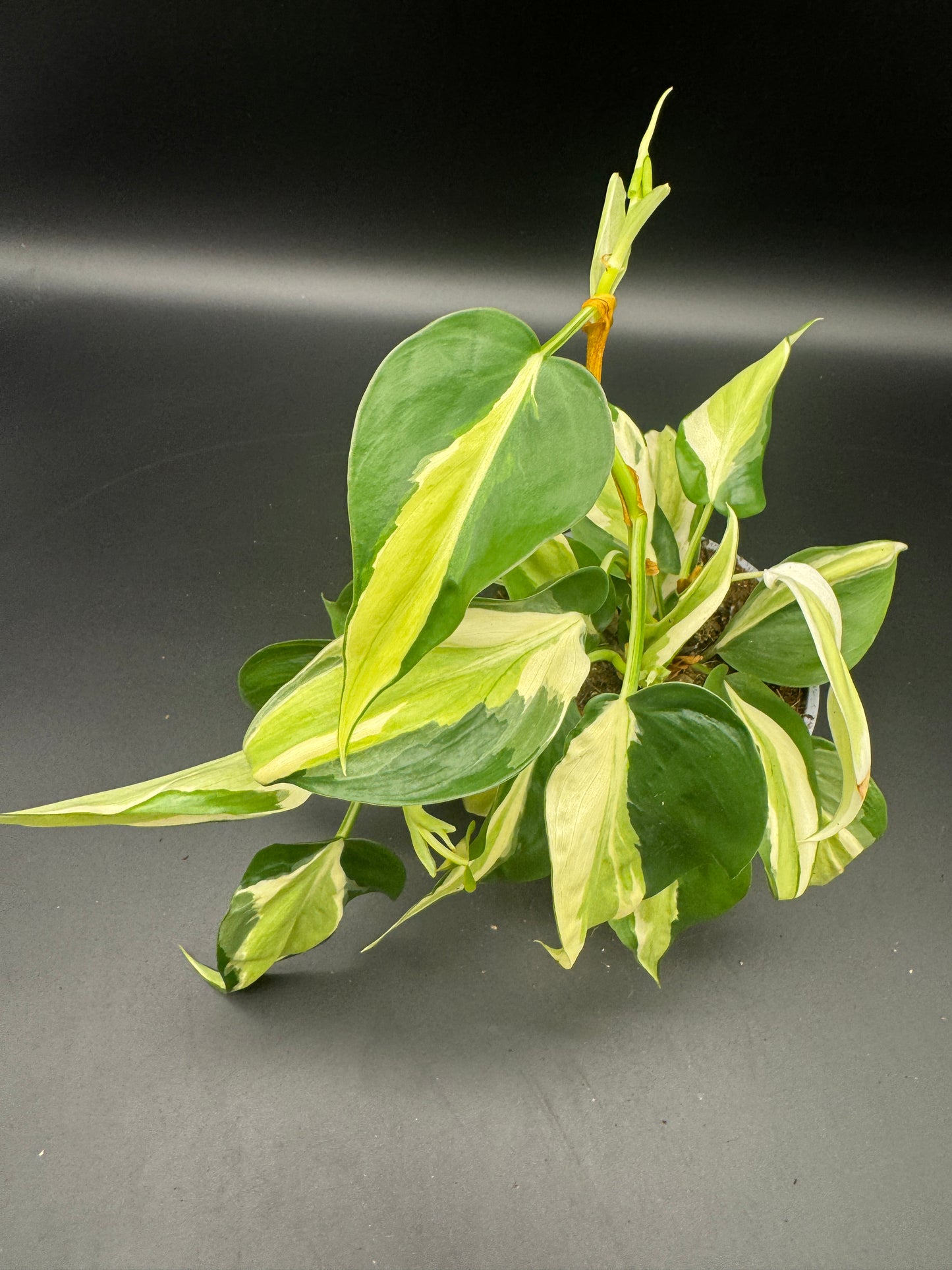 Philodendron cream Splash
