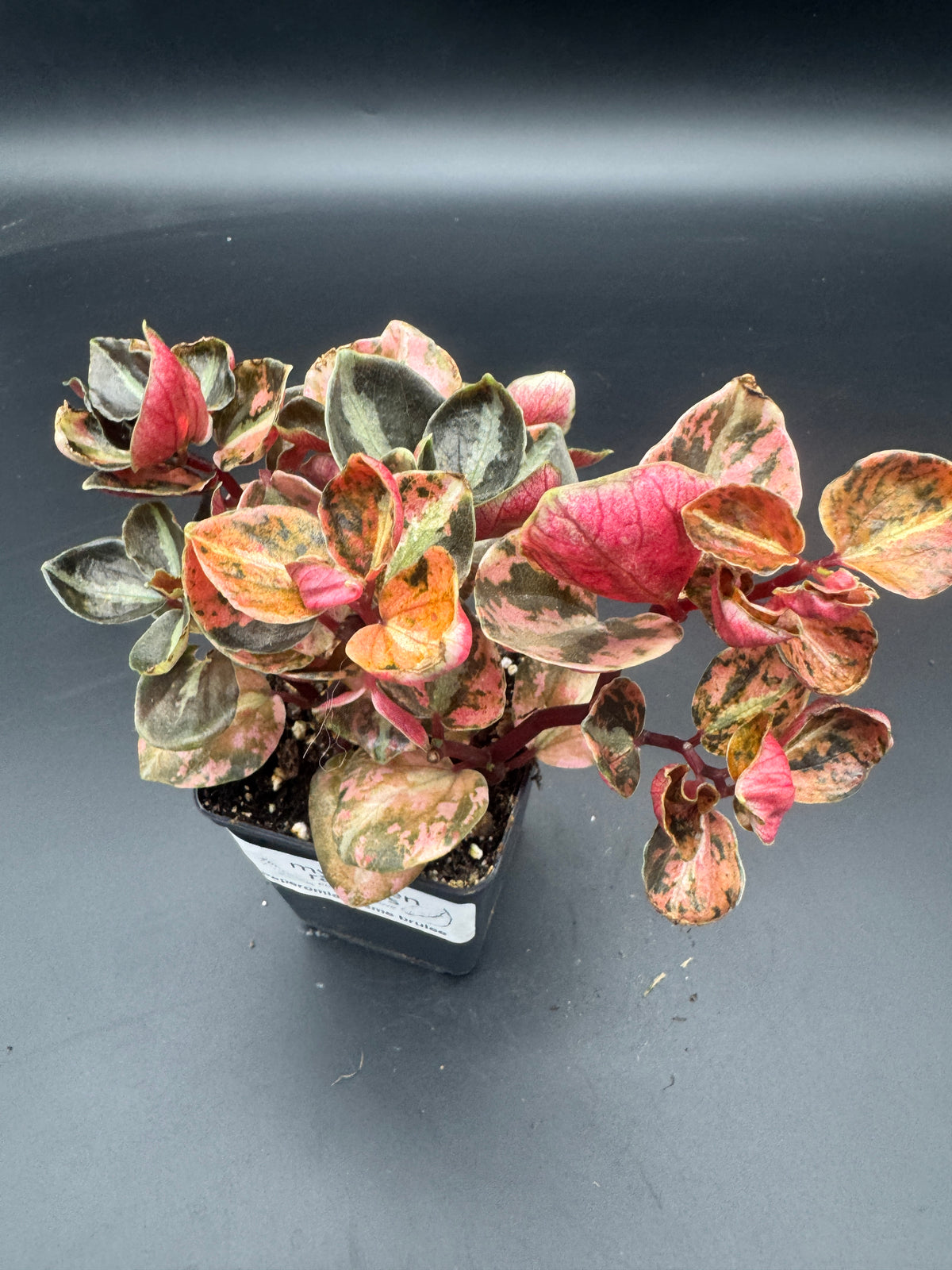 Peperomia Creme brulee